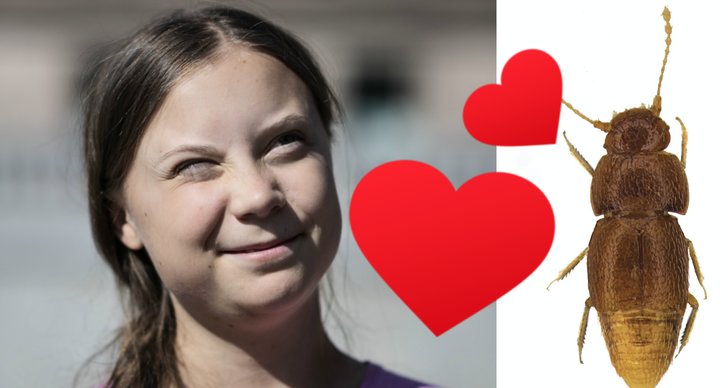 Djur, Greta Thunberg, Skalbaggar